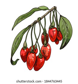 Branch goji berries with leaves. Vector color vintage hatching illustration isolated on a white background.