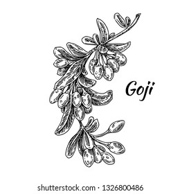 Branch with Goji berries. Sketch. Engraving style. Vector illustration.