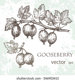  A branch of a gooseberry with berries. Hand drawn. Grange background. Botanical drawing.