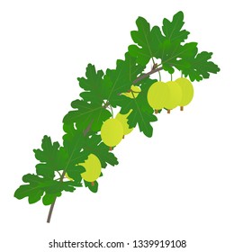 A branch of gooseberry with leaves and berries isolated on a white background. Vector illustration.