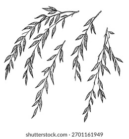 Ramo com folhas graciosas e finas. Ilustração vetorial. Galho ou galho de eucalipto, isolado sobre um fundo branco. Ilustração botânica. Elemento para desenho de cartões e convites, impressão de têxteis.