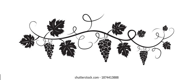 Branch with grape silhouette illustration isolated on white background, vector. Grape silhouette with leaves. Black and white minimalist art design. Fruit, healthy food