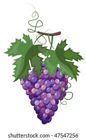 Branch of grapes