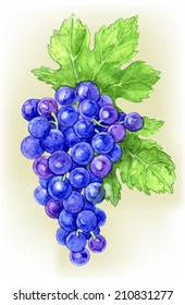 Branch of grapes draw watercolor