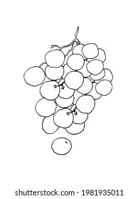 A branch of grapes. Hand drawn vector illustration on a white background.
