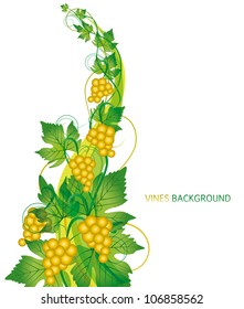 branch with grapes on white background