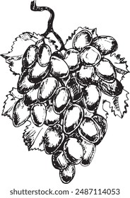 Branch of grapes sketch. Hand drawn illustration