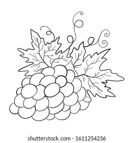 Branch of grapes. Summer print. Coloring book. Vector illustration