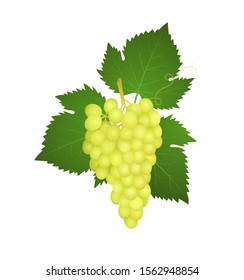 The branch of grapes. White grape. Vine branch with leaves