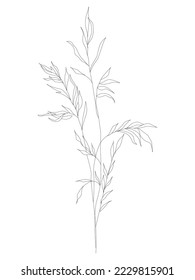 A branch of grass. Black silhouette of a plant on a white background. Grass.