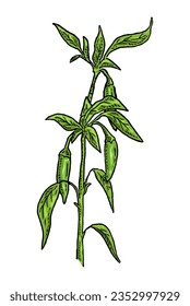 Branch of  green chilli with leaf and pepper. Vintage vector engraving color hand drawn illustration isolated on white background