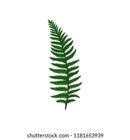 Branch Of Green Davallia Fern. Tropical Asian Plant. Natural Element. Botanical Theme. Flat Vector Design