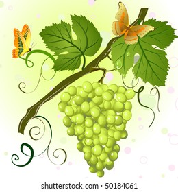 branch of green grapes