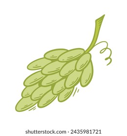 Branch of green grapes, vector graphics