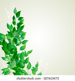 Branch with green leaves