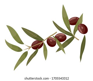 Branch with green leaves and brown drupes. Jojoba isolated on white background. Product used in dermatology and cosmetology. Ingredient for hair, cosmetics oil. Vector illustration in flat style