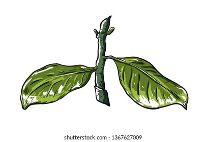 Branch with green leaves. Drawing, vector illustration, white background.