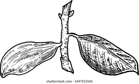 Branch with green leaves. Drawing, vector illustration, white background. Sketch hand drawn.
