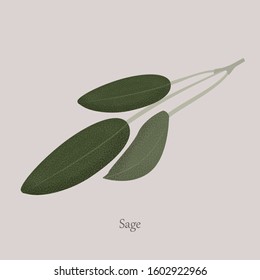 Branch with green leaves of fragrant sage on a gray background. Sage spice, culinary, healthy, medical plant.