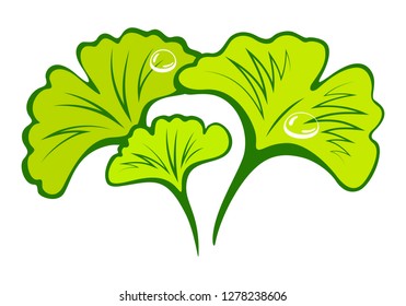 Branch with green leaves ginkgo biloba. Japanese herbal medicine. Ginkgo biloba leaf isolated vector illustration.