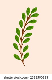 Branch with green leaves of a plant or tree. Element for postcard, poster, ad, decor, fabric and other uses. Vector isolated illustration of deorative greenery.