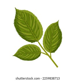 A branch with green leaves of a rose or other plant. Botanical vector illustration isolated on white background for postcard, poster, ad, decor, fabric and other uses.