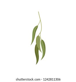 Branch with green leaves, willow, eucalyptus or olive twig, floral design element vector Illustration on a white background
