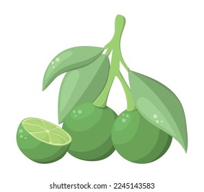 Branch of green limes. Half of fruit. Fresh citrus. Food. Juicy. Healthy ingredient. Vector texture. Isolated on a white. Flat art. Colored illustration.
