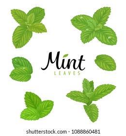 Branch of green mint leaves on white background template. Vector set of element for advertising, packaging design of tea products.