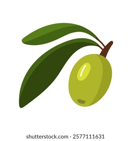 branch with a green olive tree. A fruit with leaves on a branch. Flat color illustration on a white background. A broken branch with olives. Whole food for fresh food preparation