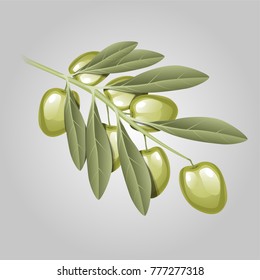 branch of green olives