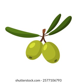 branch of green olives. A group of two fruits with leaves. Isolated flat color illustration on a white background. A broken branch with olives. A whole fresh food preparation product