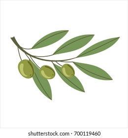 Branch of green olives with leaves in flat style on white background. Vector illustration