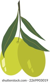 A branch of green olives. Vector graphics. Simple olive illustration. 