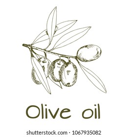 branch green olives, vector illustration hand-drawn logo of olives