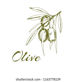 branch green olives, vector illustration hand-drawn logo of olives