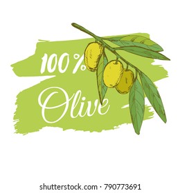 branch green olives, vector illustration hand-drawn logo of olives