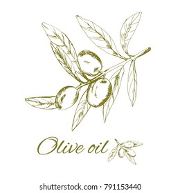 branch green olives, vector illustration hand-drawn logo of olives