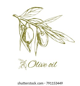 branch green olives, vector illustration hand-drawn logo of olives