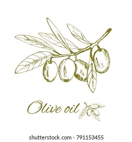 branch green olives, vector illustration hand-drawn logo of olives