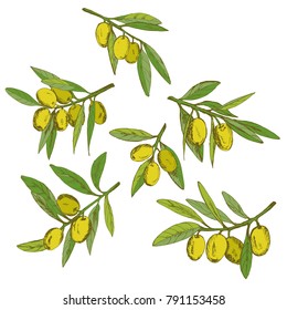 branch green olives, vector illustration hand-drawn logo of olives