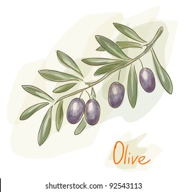 Branch of green olives. Watercolor style. Vector illustration.