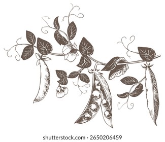 Branch with green pea pods, leaves, flowers and tendrils. Vector ripe bean pod, seeds visible. Imitation of engraving technique. Useful legume crop. Peas are hand-drawn with ink on a white background.
