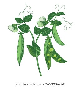 Branch with green pea pods, leaves, flowers and tendrils. Vector bean pod, seeds visible. Imitation of color engraving technique. Useful legume crop. Peas are hand-drawn with ink.