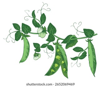 Branch with green pea pods, leaves, flowers and tendrils. Vector ripe bean pod, seeds visible. Imitation of color engraving technique. Useful legume crop. Peas are hand-drawn with ink and brush.