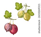 A branch of green and red gooseberries, Isolate on white background.