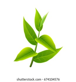 Branch of green tea. Vector illustration with isolated objects