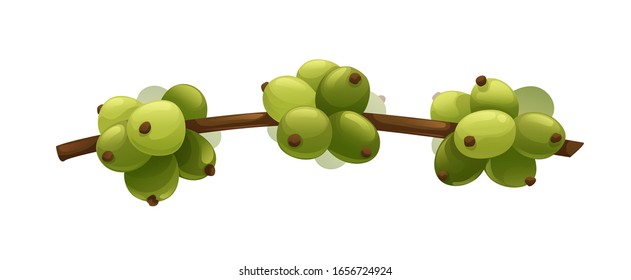 Sucursal con granos de café. Agricultura del café. Ilustración de vectores aislada en blanco