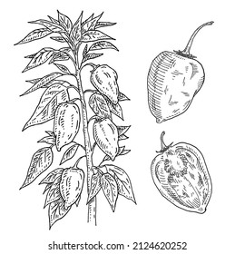 Branch of habanero plant with leaf and pepper. Vintage vector engraving black hand drawn illustration isolated on white background