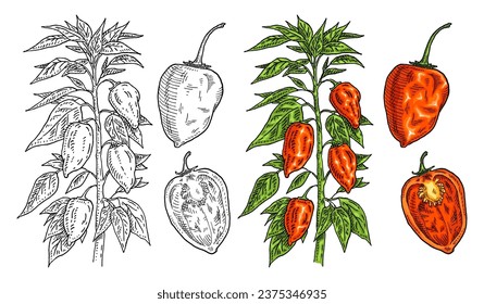 Branch of habanero plant with leaf and pepper. Vintage vector engraving color hand drawn illustration isolated on white background